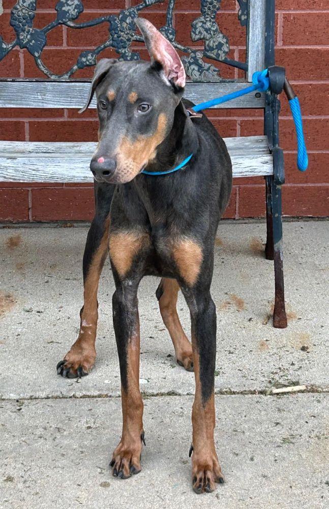 Nacho, a Adoptable Doberman Pinscher in Barrington, IL image 5/5