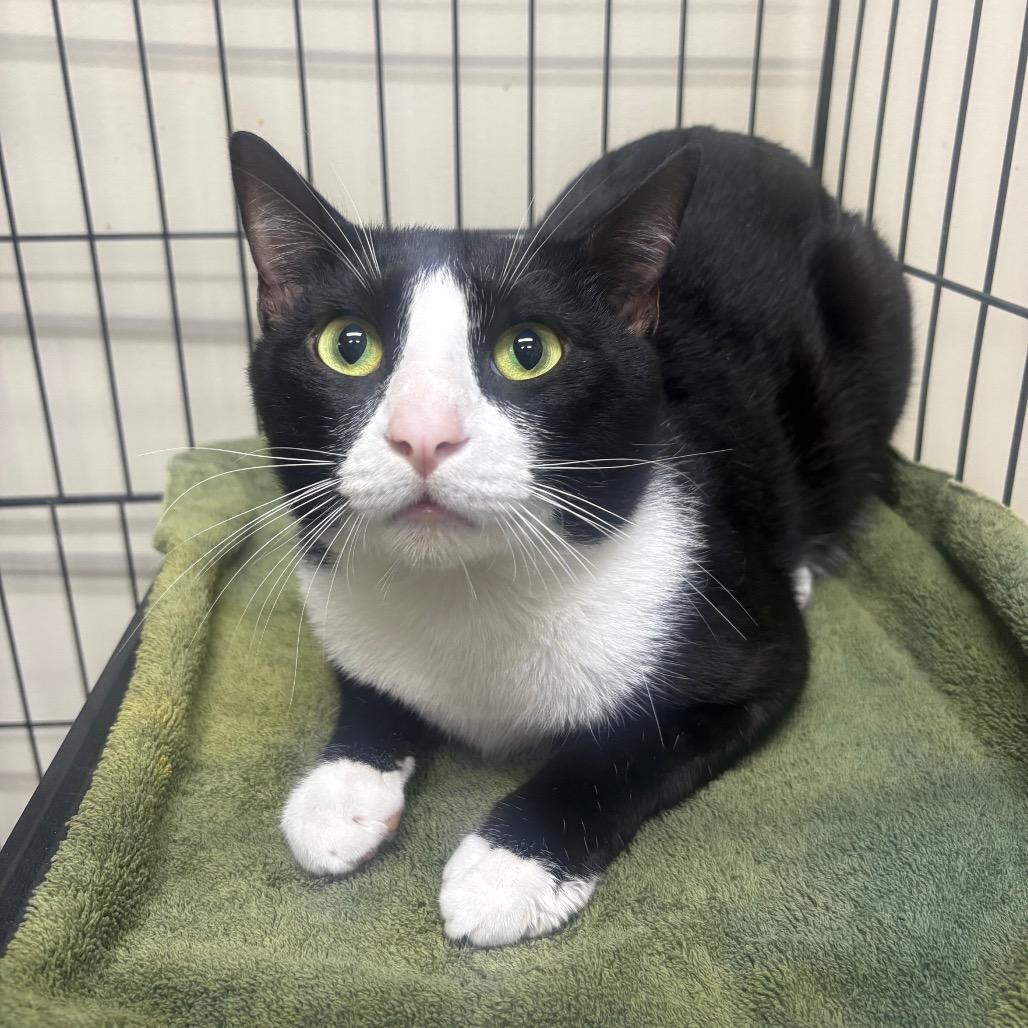 Enlarge Mister, a Adoptable Domestic Short Hair in Valdosta , GA image 1/1