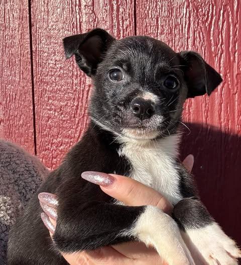 Enlarge Rivet , an adopted mixed breed in Crosby, TX image 1/2