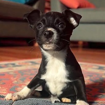 Enlarge Rivet , an adopted mixed breed in Crosby, TX image 2/2