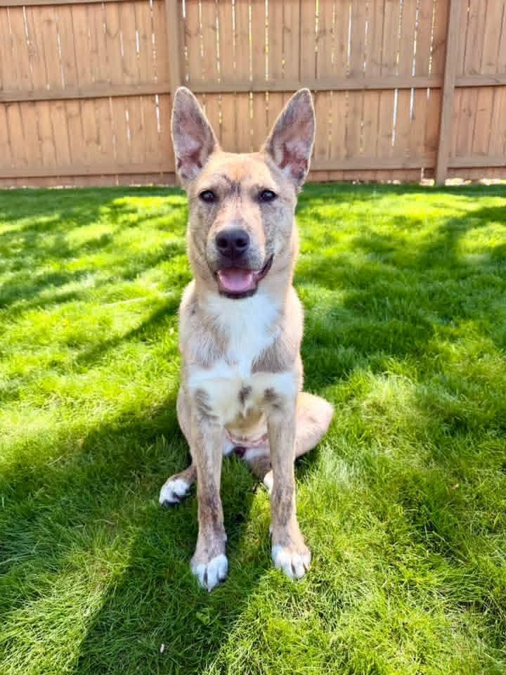 CORONA tinycauseadopt@gmail.com , ADOPTABLE, Puppy Female Shepherd.