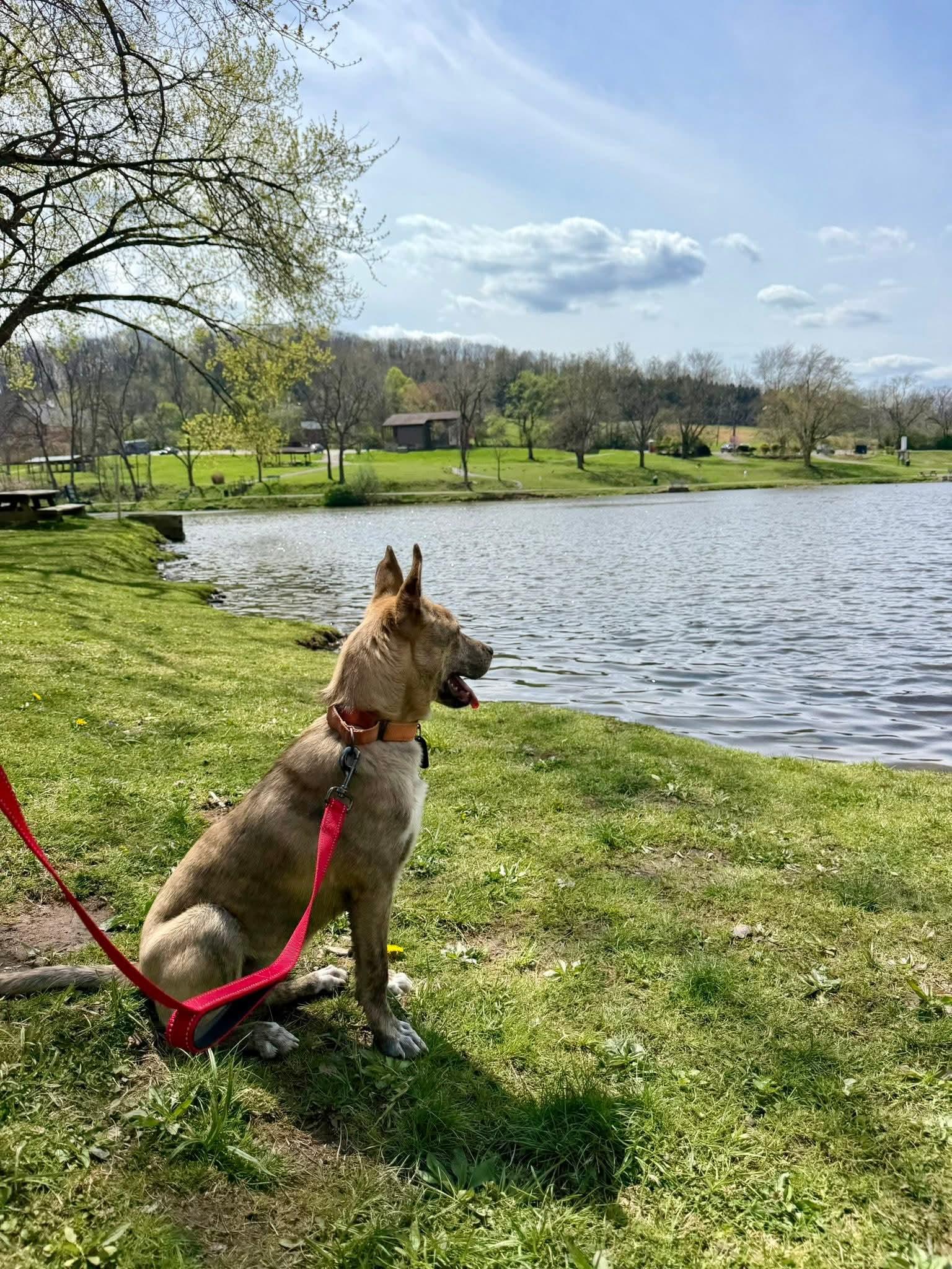 Enlarge CORONA tinycauseadopt@gmail.com , a ADOPTABLE mixed breed in Vandergrift, PA image 6/6