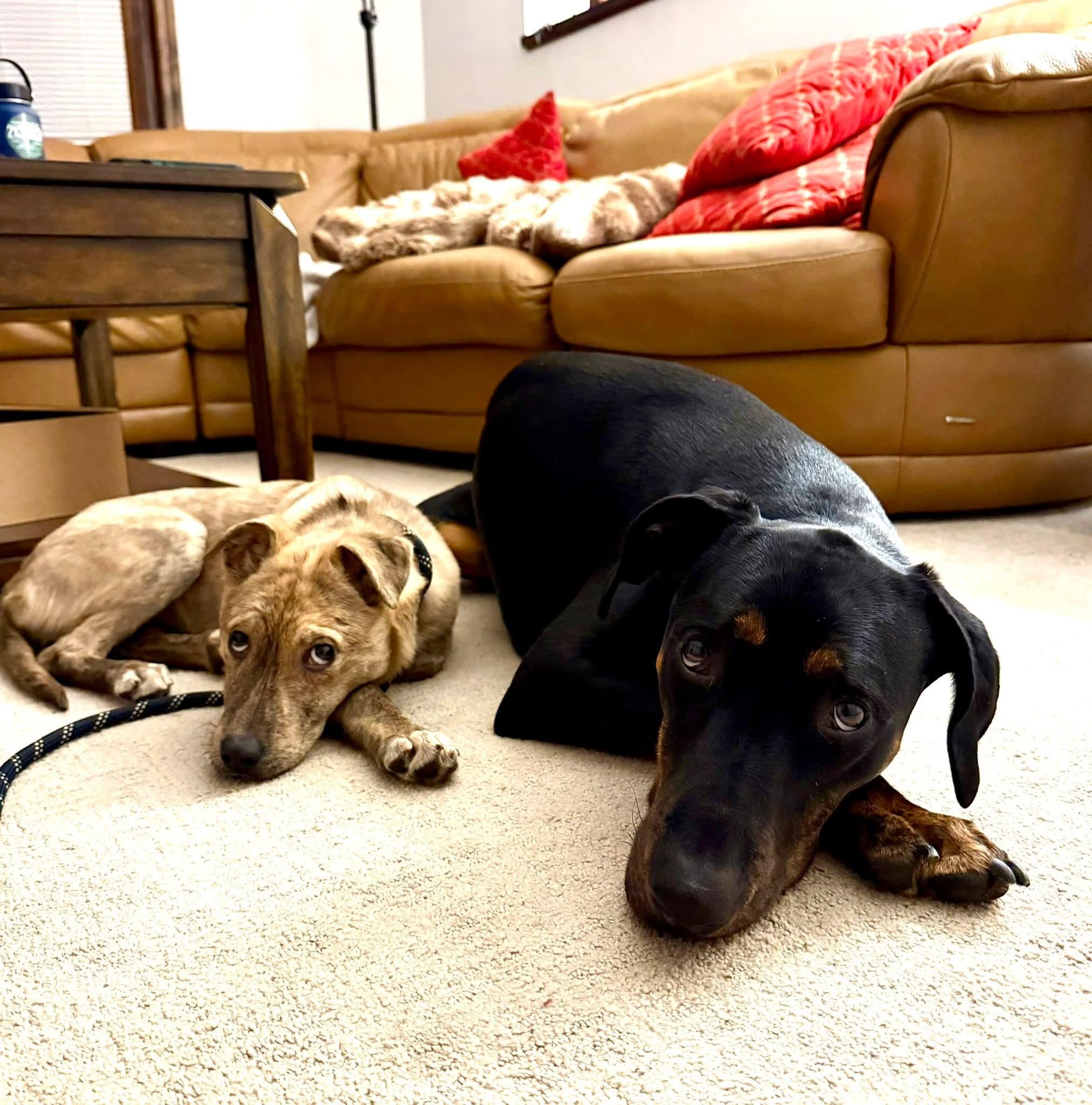 Enlarge CORONA tinycauseadopt@gmail.com , a ADOPTABLE mixed breed in Vandergrift, PA image 3/6