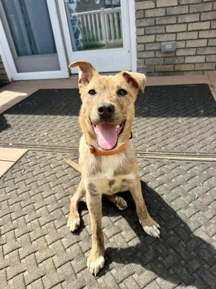 Enlarge CORONA tinycauseadopt@gmail.com , a ADOPTABLE mixed breed in Vandergrift, PA image 2/6