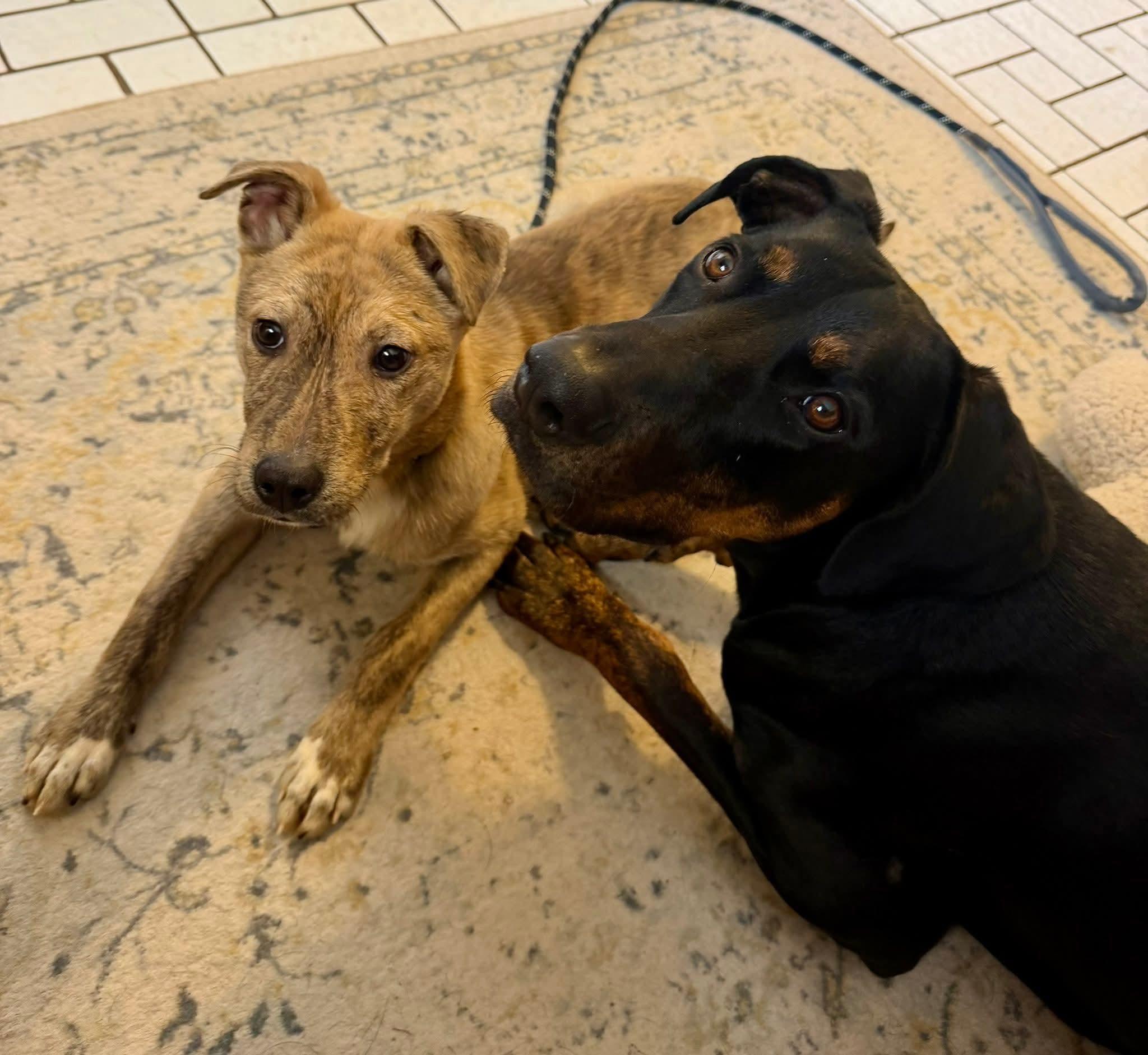 Enlarge CORONA tinycauseadopt@gmail.com , a ADOPTABLE mixed breed in Vandergrift, PA image 2/6