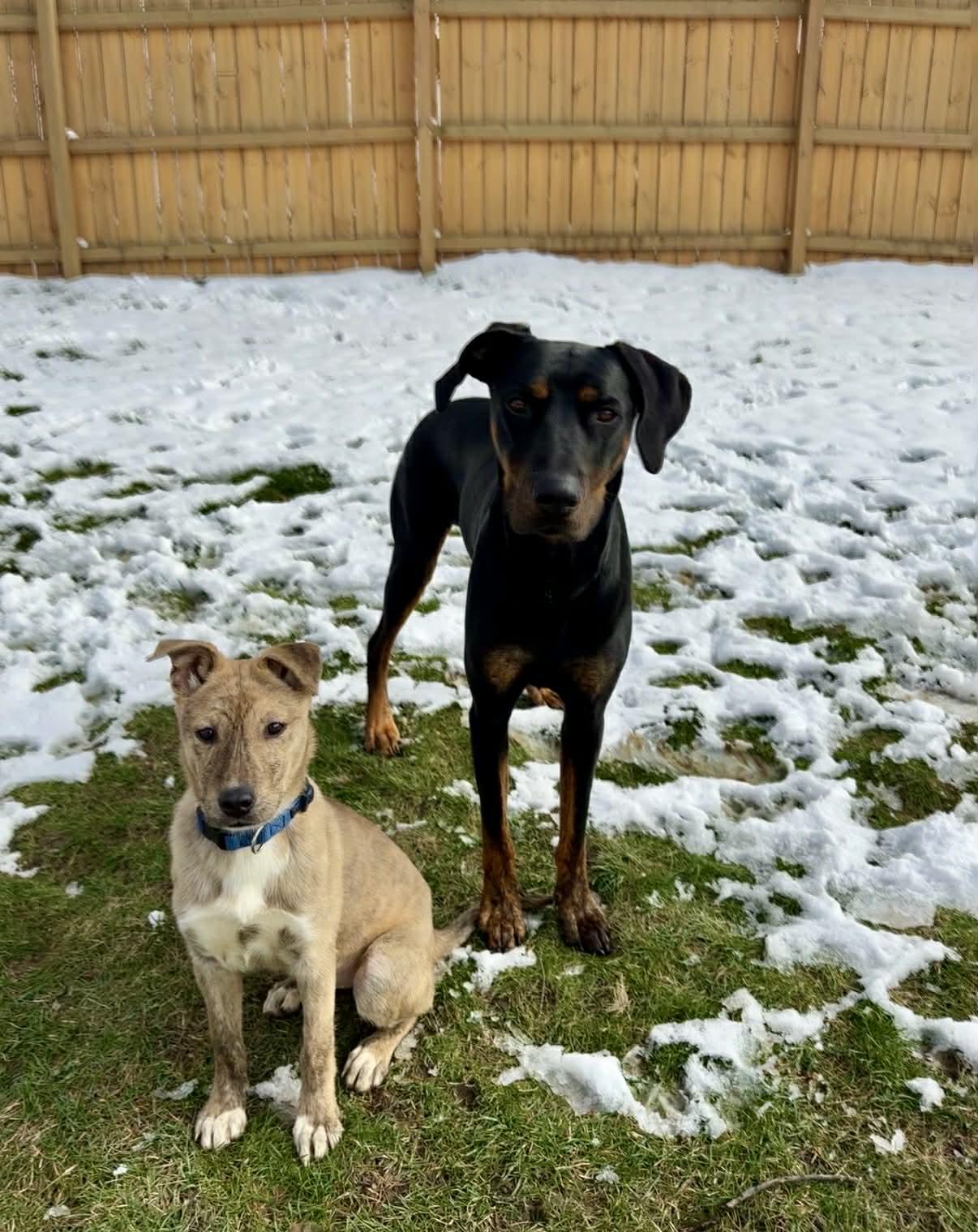 Enlarge CORONA tinycauseadopt@gmail.com , a ADOPTABLE mixed breed in Vandergrift, PA image 4/6