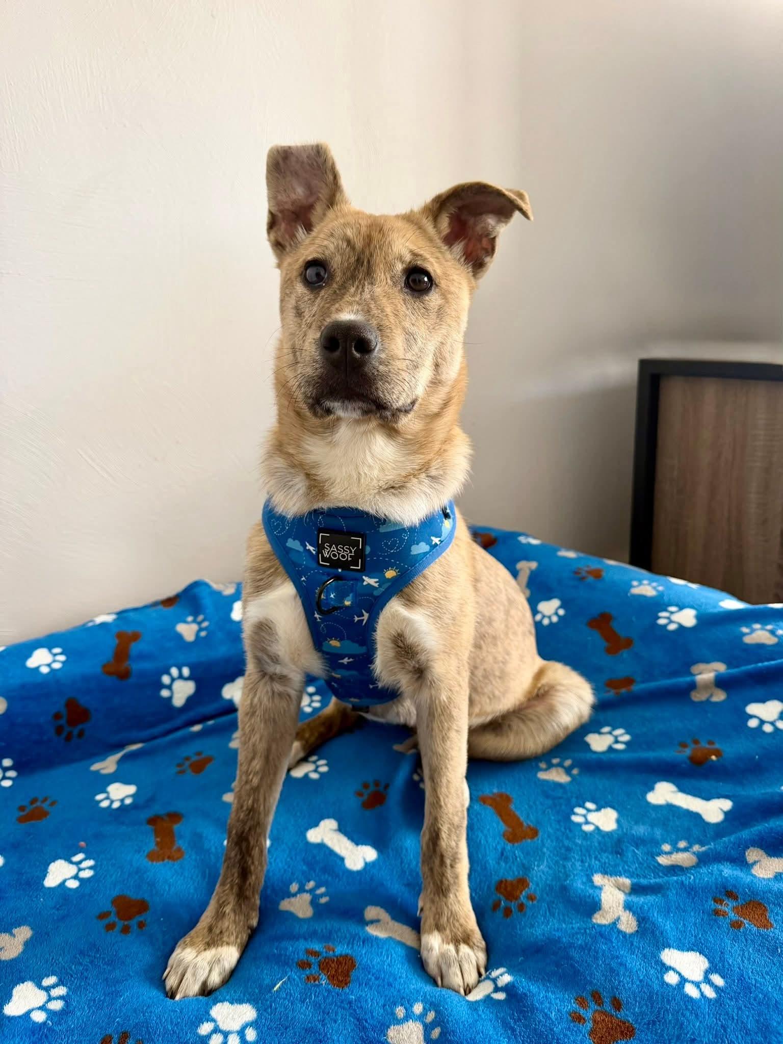 Enlarge CORONA tinycauseadopt@gmail.com , a ADOPTABLE mixed breed in Vandergrift, PA image 3/6