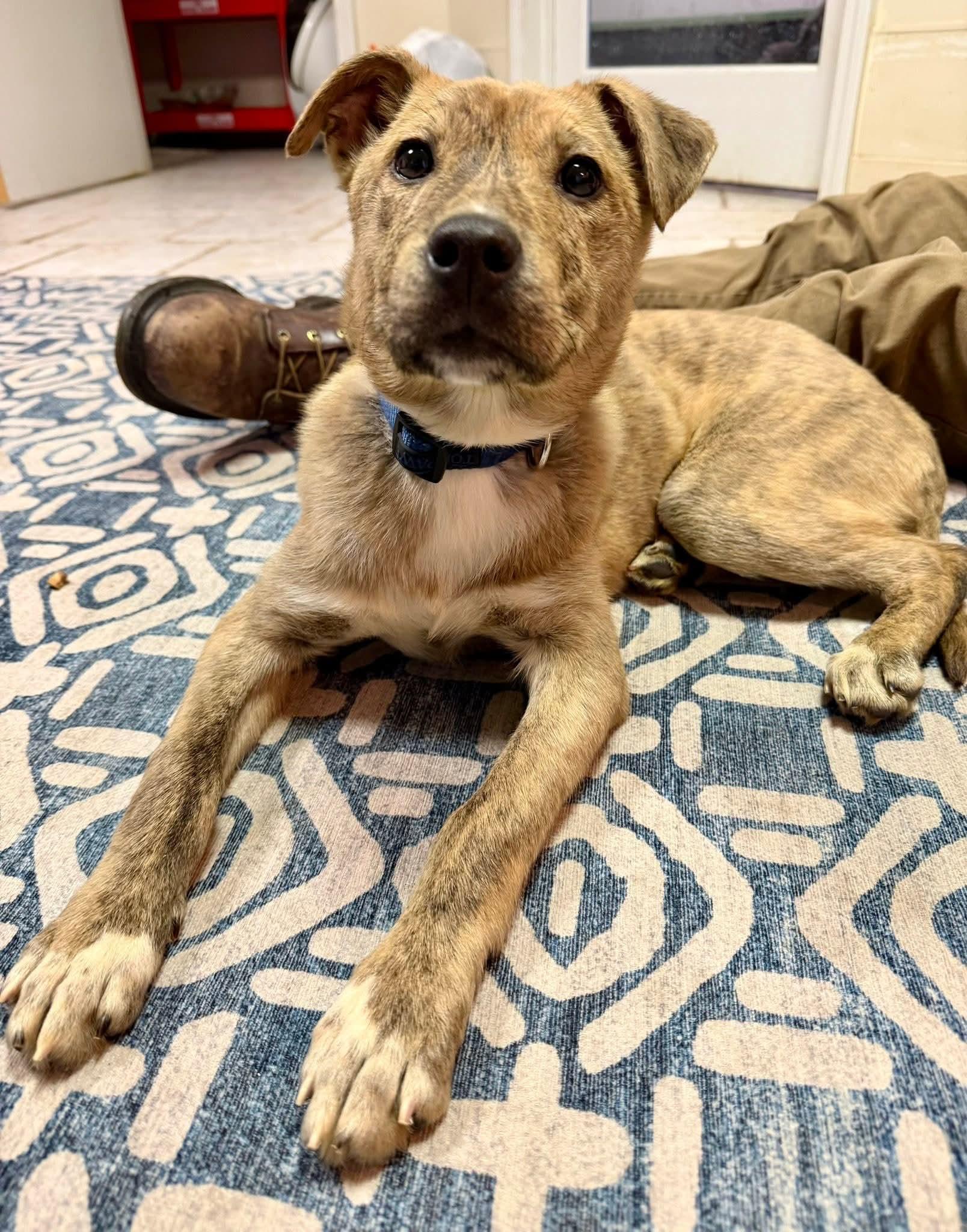 CORONA tinycauseadopt@gmail.com , ADOPTABLE, Puppy Female Shepherd.