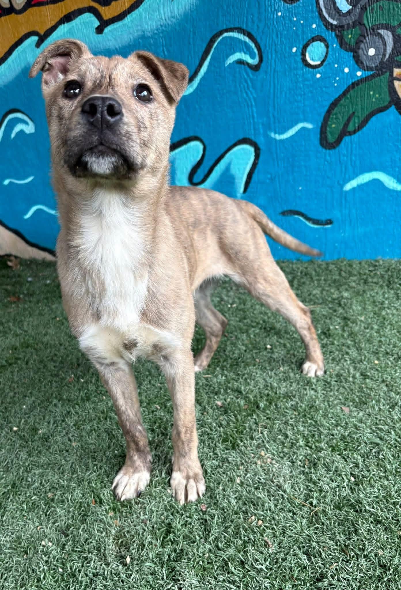 Enlarge CORONA tinycauseadopt@gmail.com , a ADOPTABLE mixed breed in Vandergrift, PA image 5/6