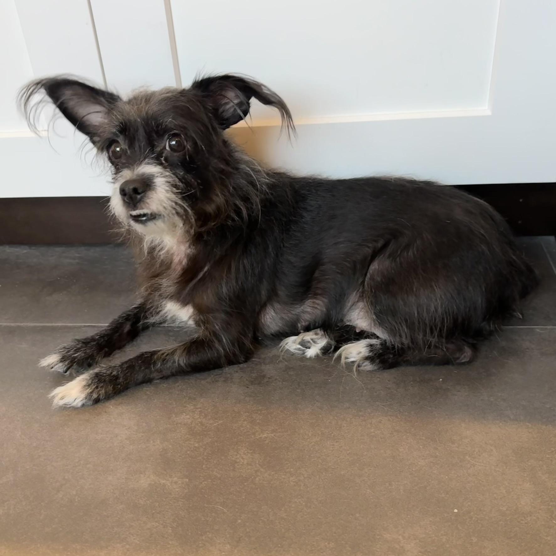 Enlarge Miss Sweet Chewy, an adoptable mixed breed in Seattle, WA image 2/5