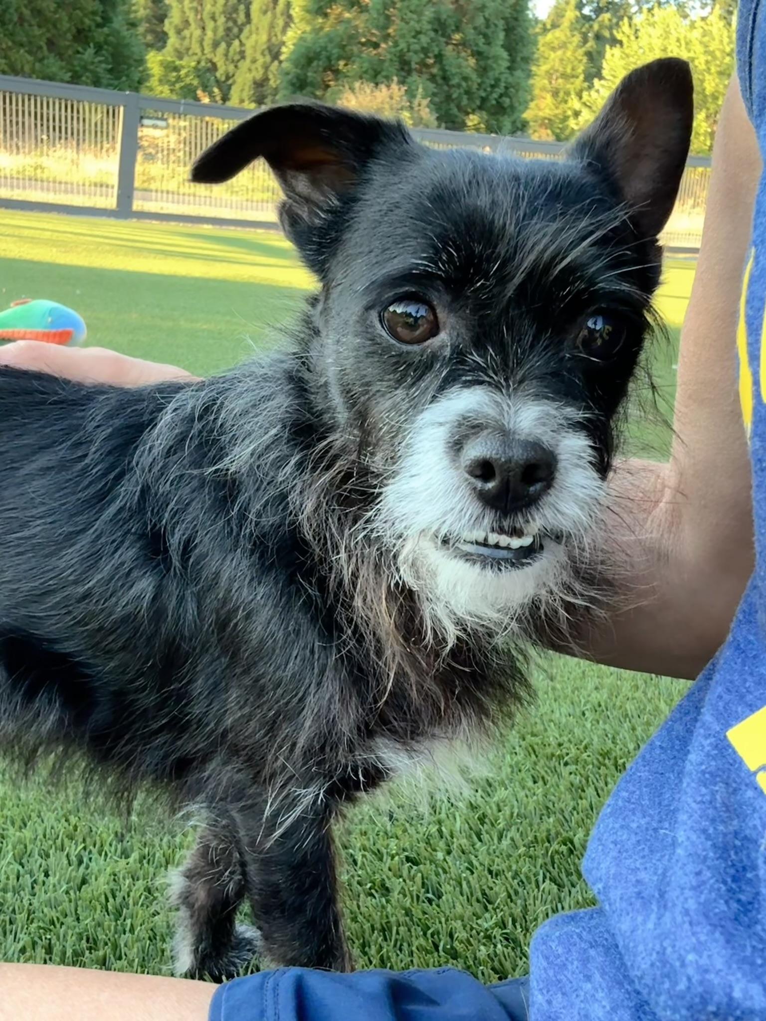 Enlarge Miss Sweet Chewy, an adoptable mixed breed in Seattle, WA image 4/5