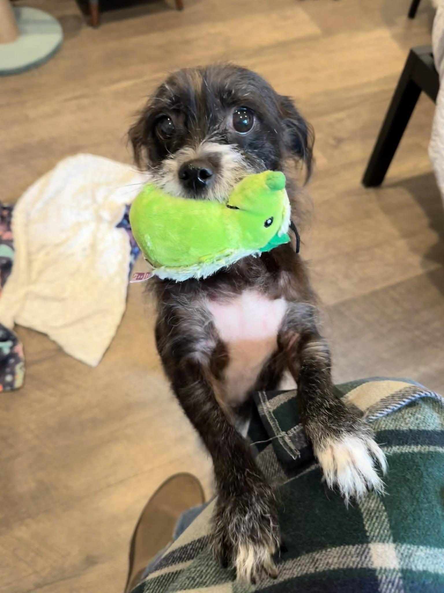 Miss Chewy photo 2