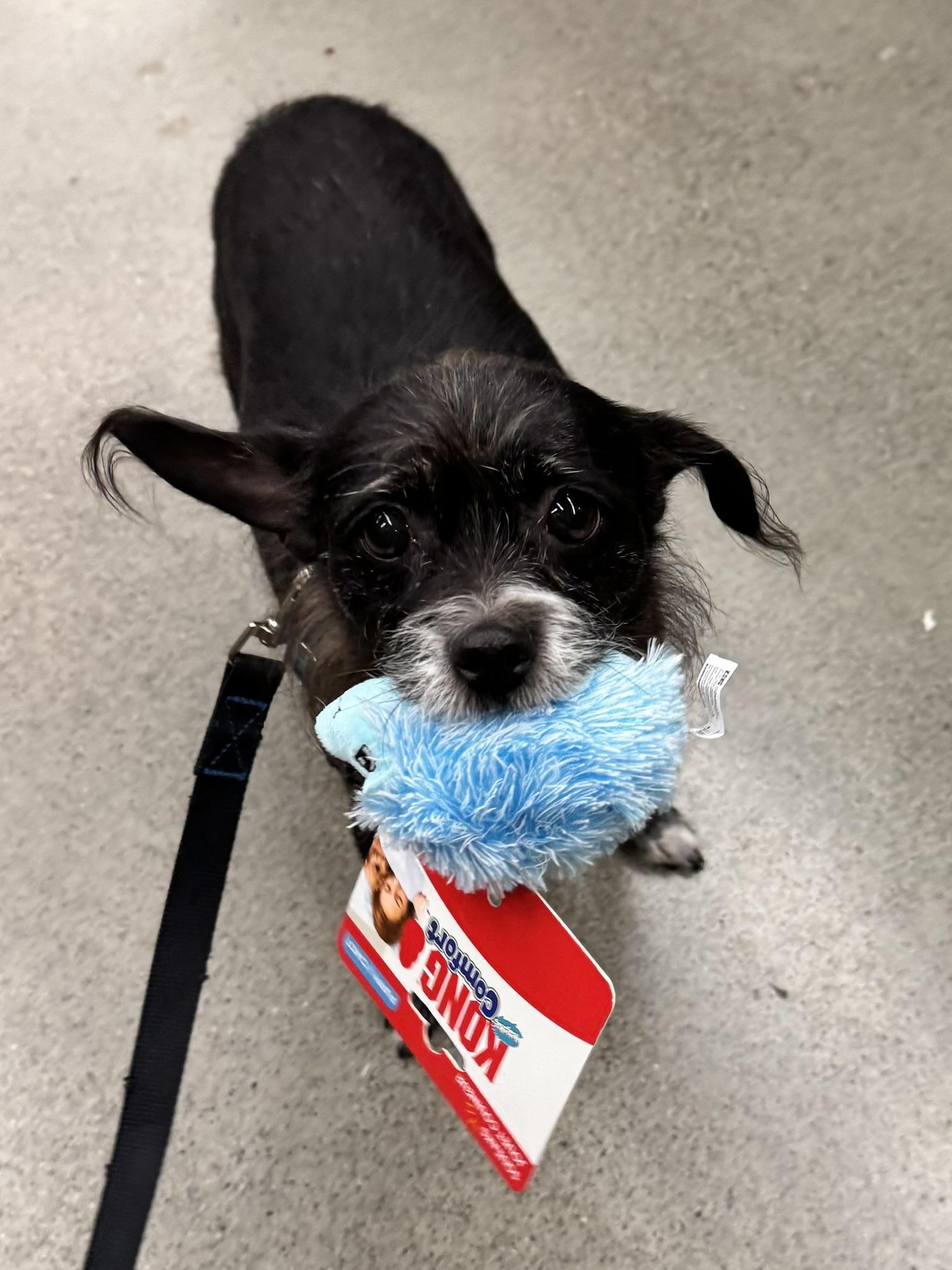 Enlarge Miss Sweet Chewy, an adoptable mixed breed in Seattle, WA image 5/5