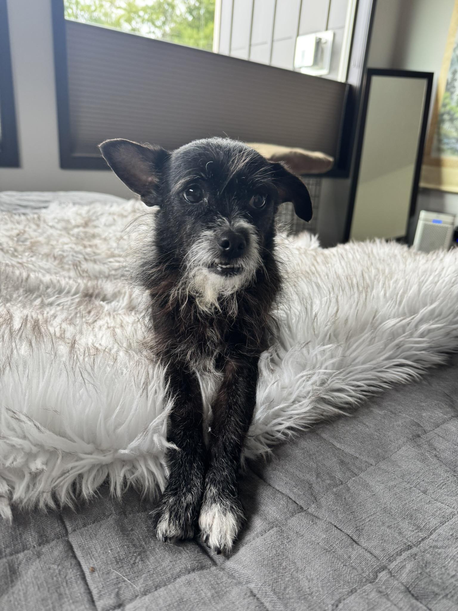 Enlarge Miss Sweet Chewy, an adoptable mixed breed in Seattle, WA image 3/5