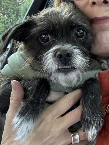 Enlarge Miss Sweet Chewy, an adoptable mixed breed in Seattle, WA image 1/5