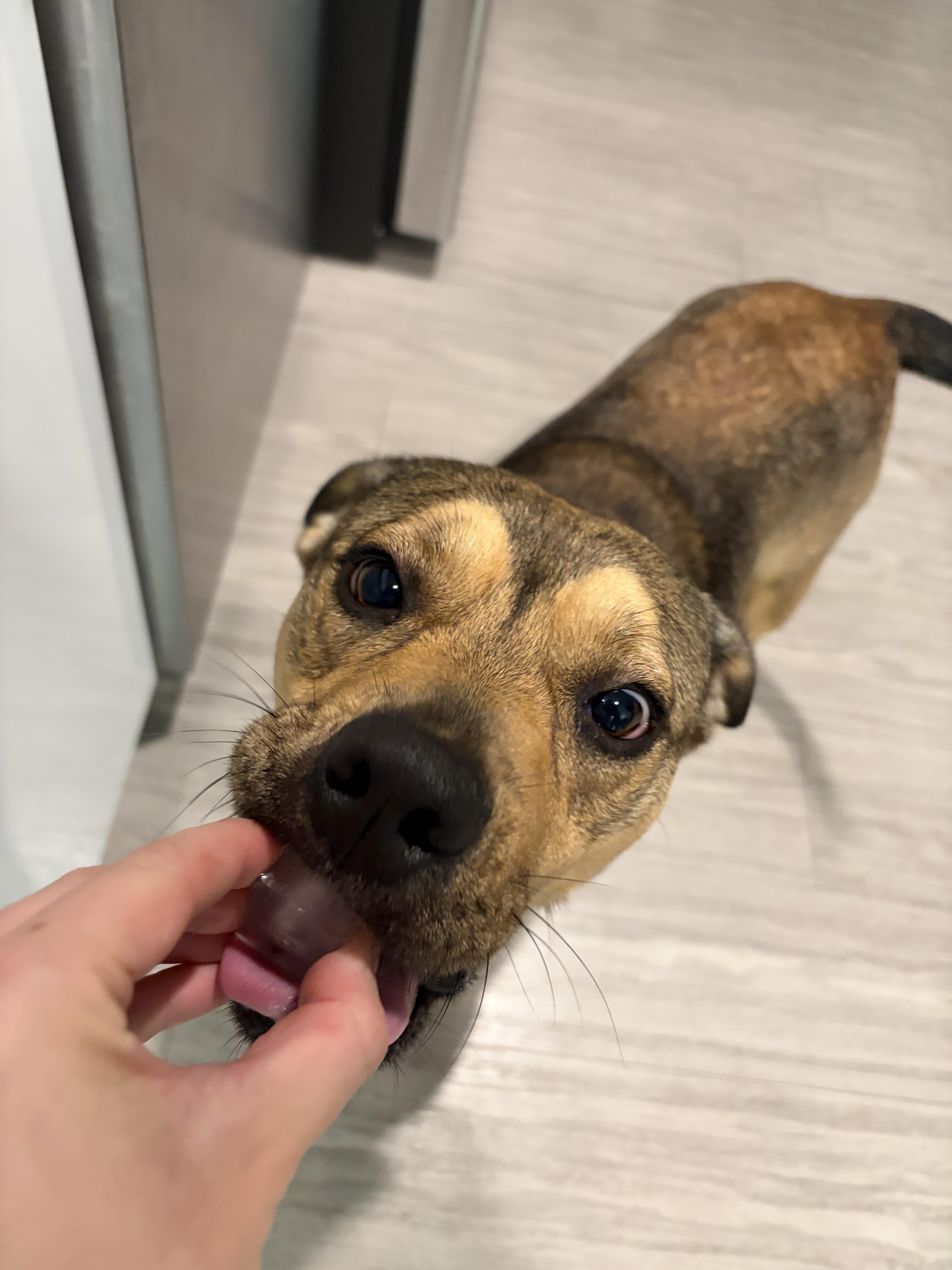 Nova, a Adoptable mixed breed in tampa, FL image 1/4