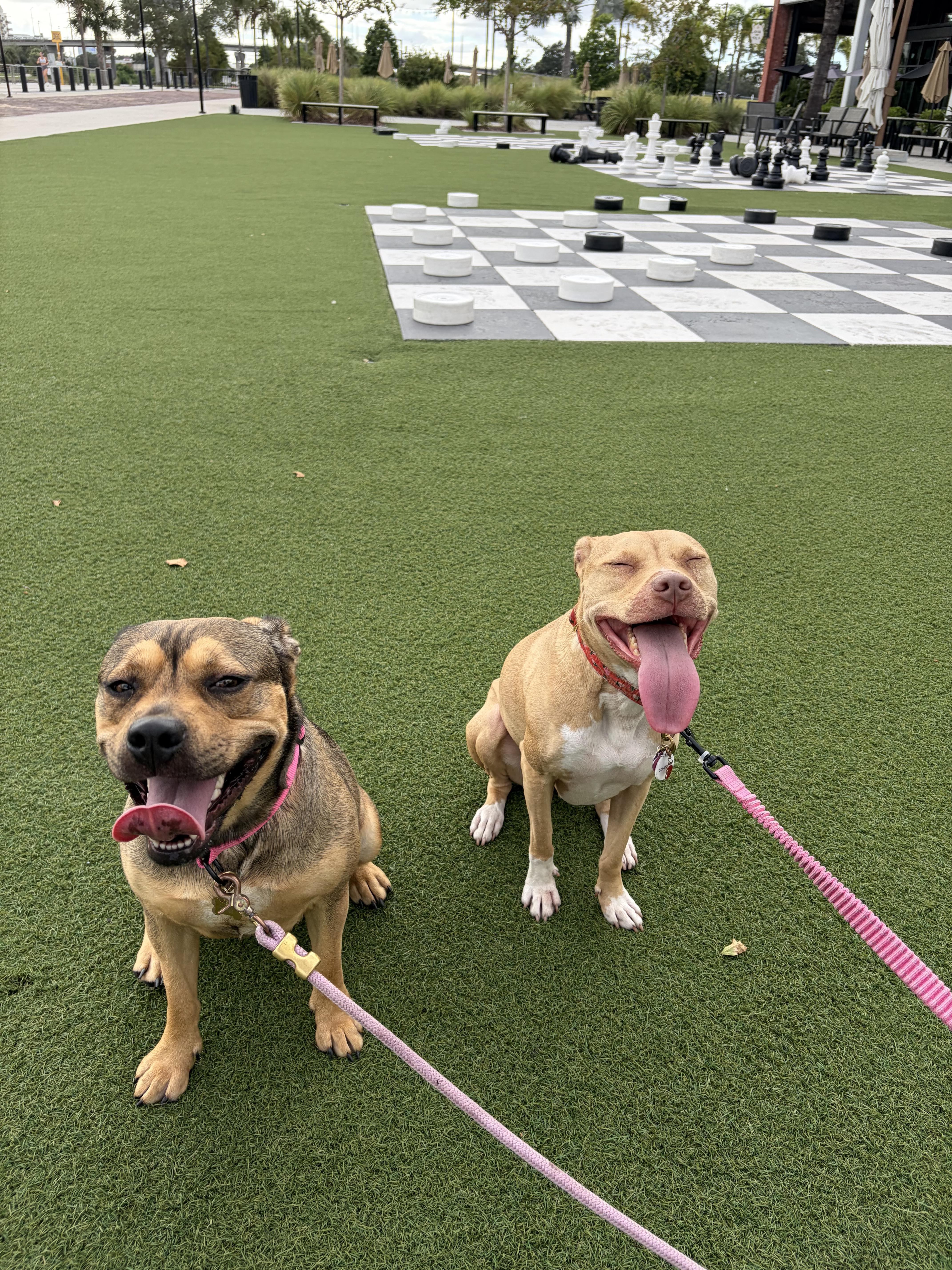 Nova, a Adoptable mixed breed in tampa, FL image 2/4