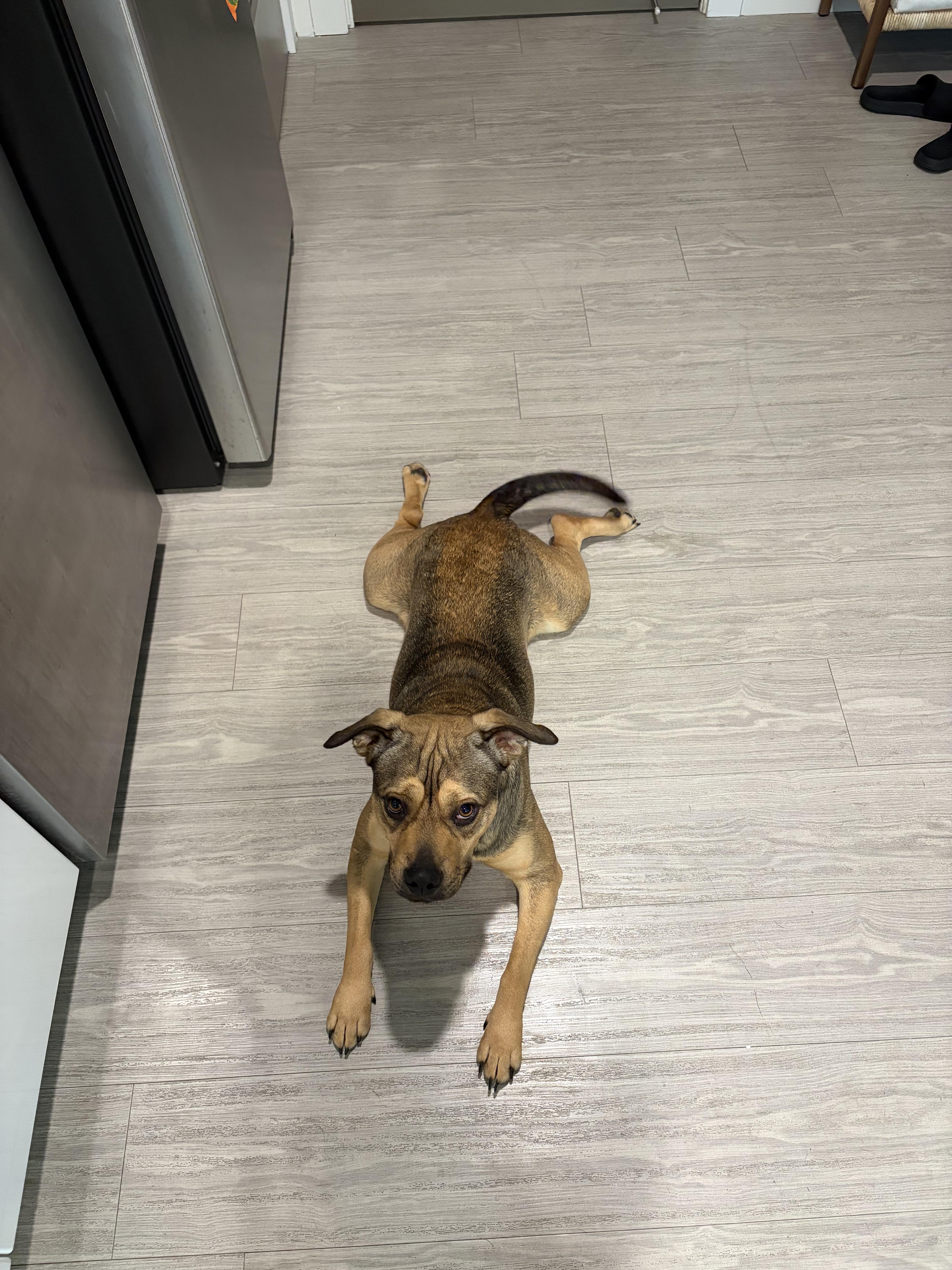 Nova, a Adoptable mixed breed in tampa, FL image 3/4