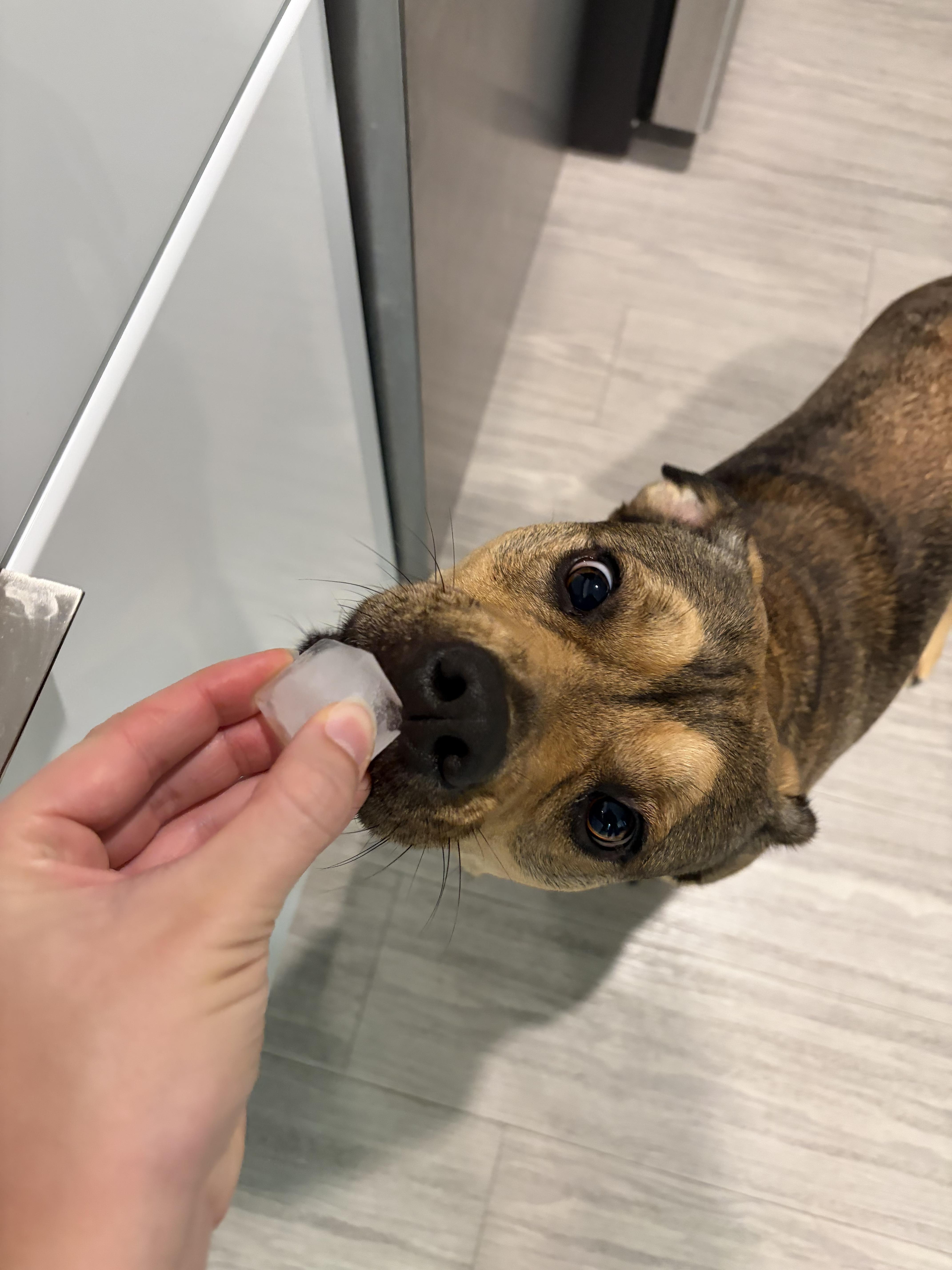 Nova, a Adoptable mixed breed in tampa, FL image 4/4