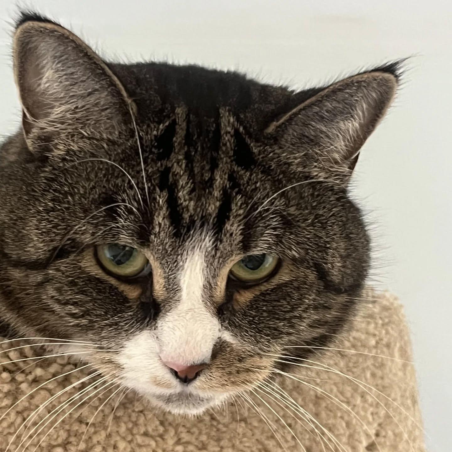 Liza & Ruby (5 year old sisters who would like to stay together!) , Adoptable, Adult Female Tabby.