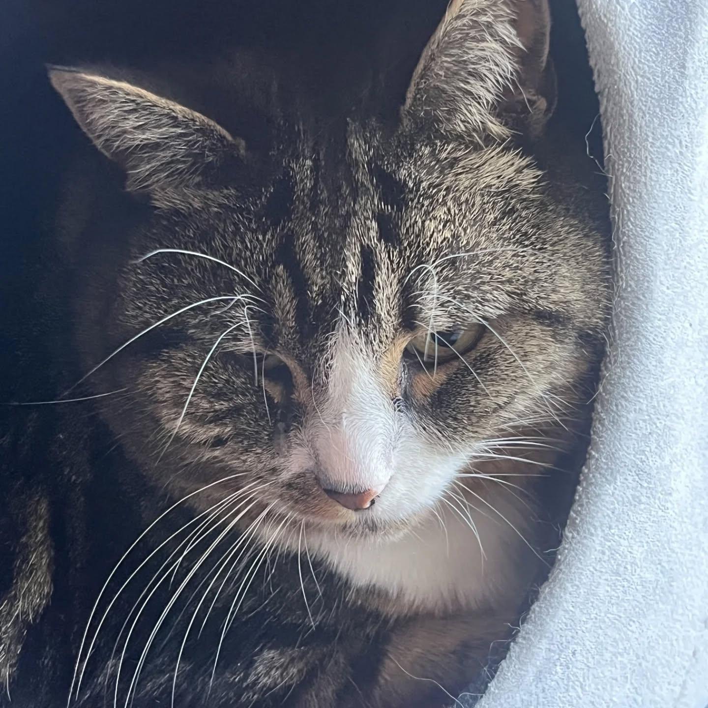 Enlarge Liza & Ruby (5 year old sisters who would like to stay together!) , a Adoptable Tabby in HANSON, MA image 2/2
