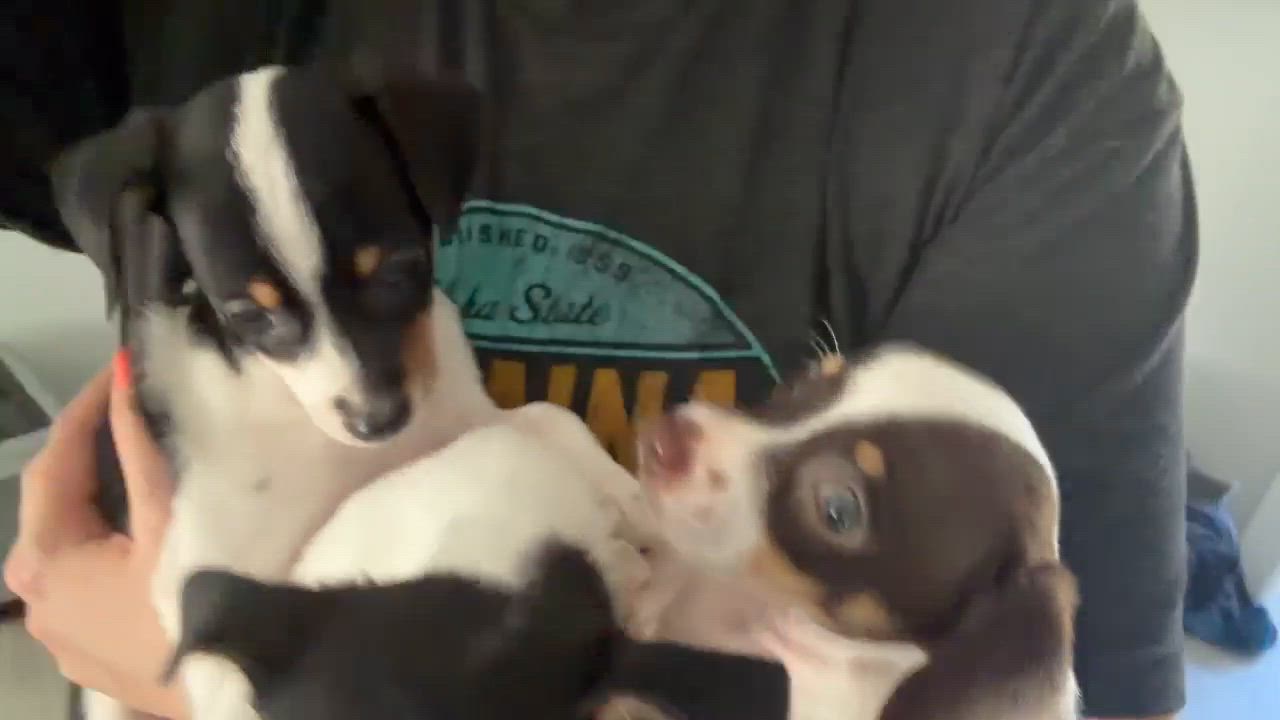 Enlarge Lupila, a Adoptable mixed breed in Dickinson, ND video 3/6