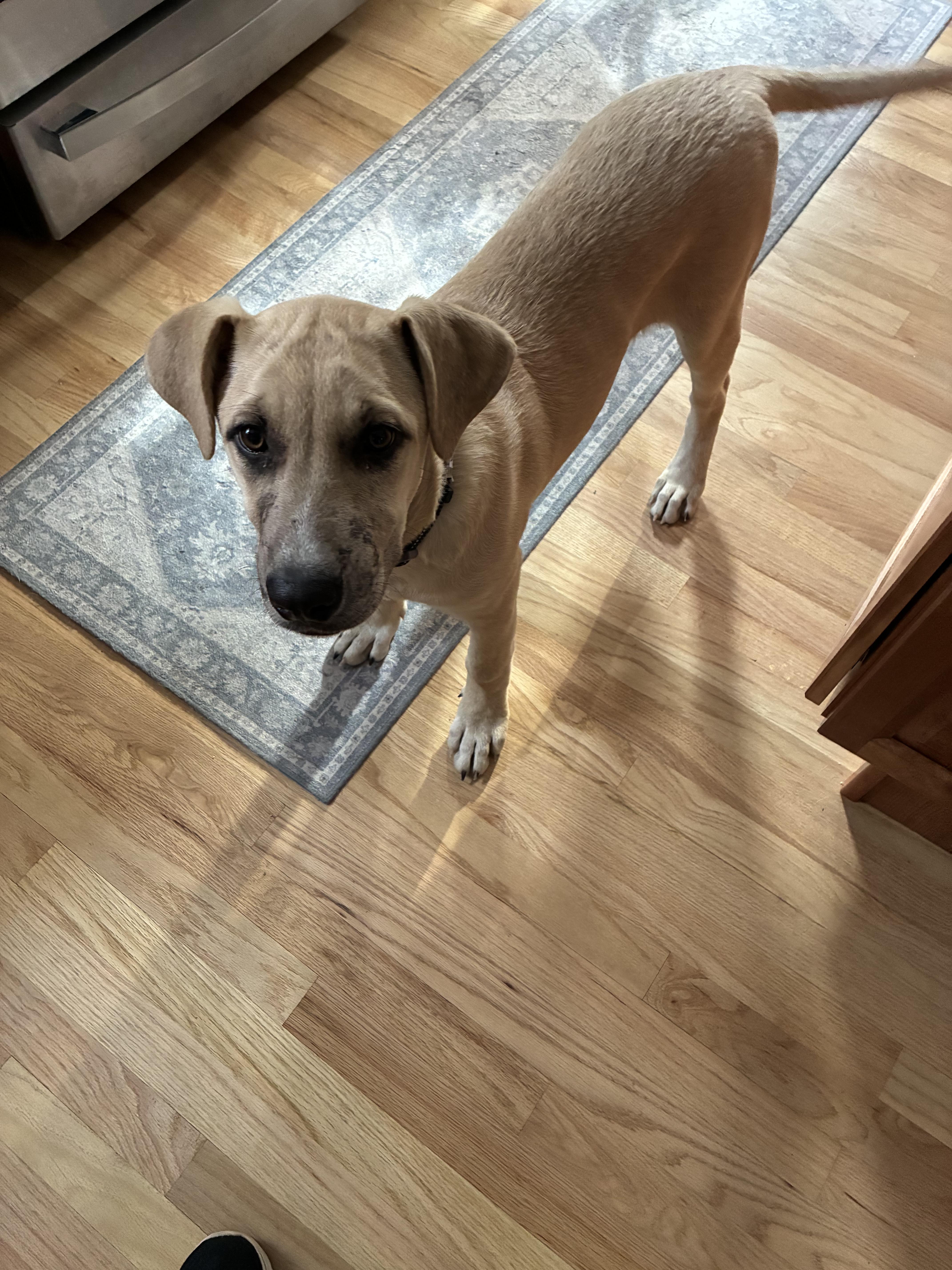 Enlarge Greta, a Adoptable mixed breed in Toms River, NJ image 2/2