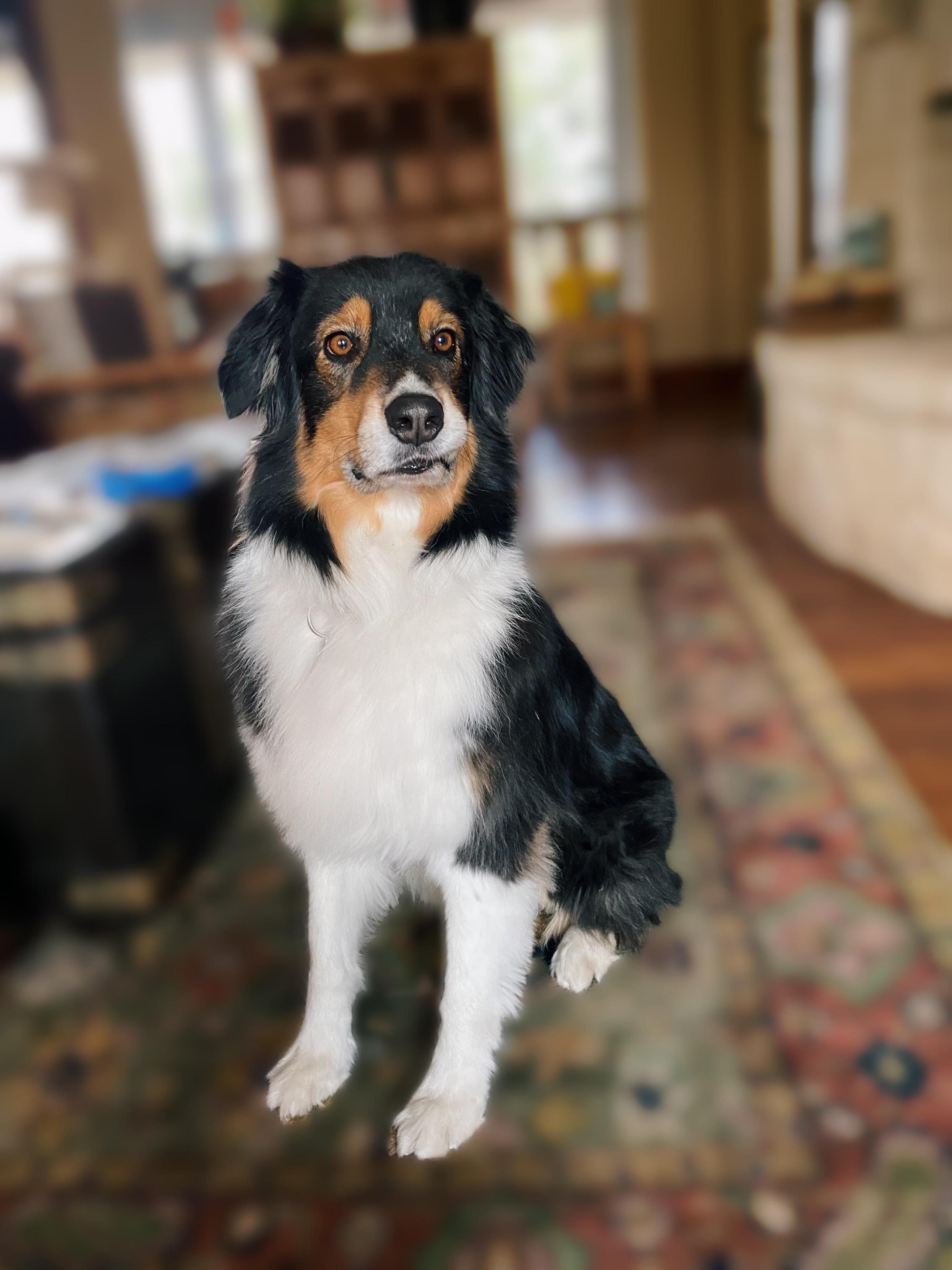 Charlie Boots, a Adoptable Australian Shepherd in Kerrville, TX image 4/4