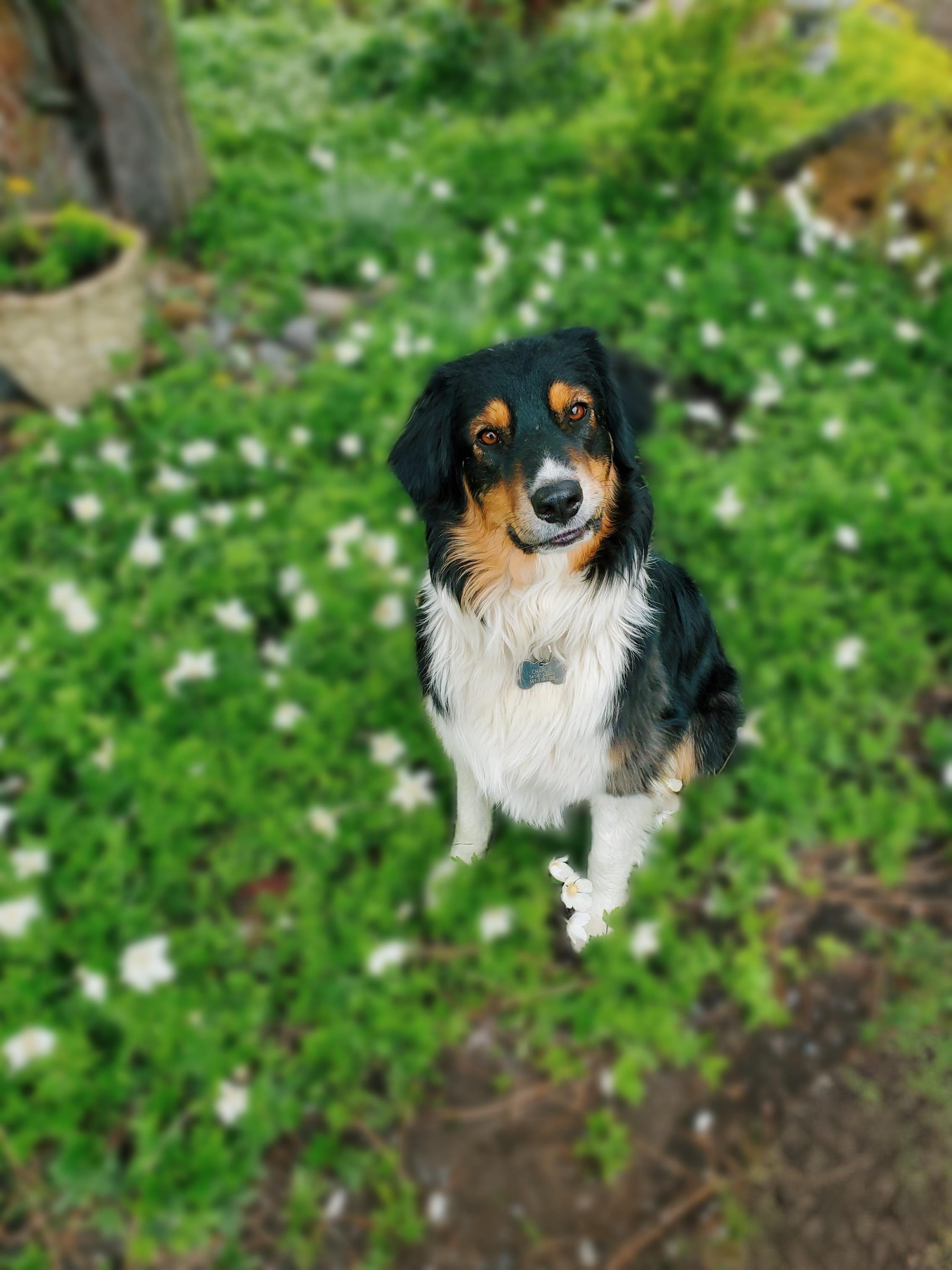 Charlie Boots, a Adoptable Australian Shepherd in Kerrville, TX image 3/4