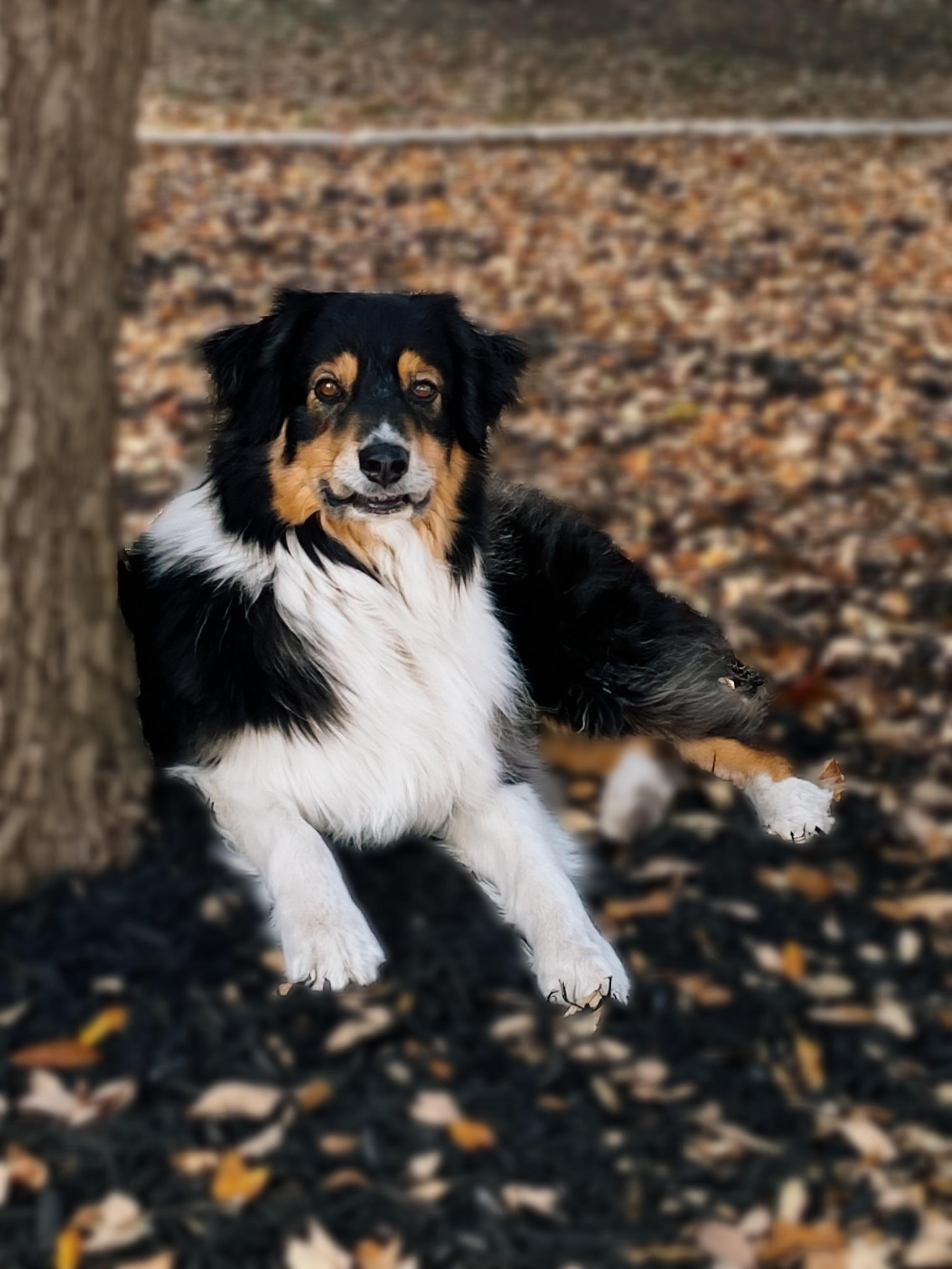 Charlie Boots, a Adoptable Australian Shepherd in Kerrville, TX image 1/4