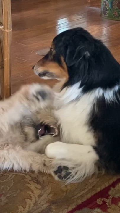 Enlarge Charlie Boots, a Adoptable Australian Shepherd in Kerrville, TX video 2/4