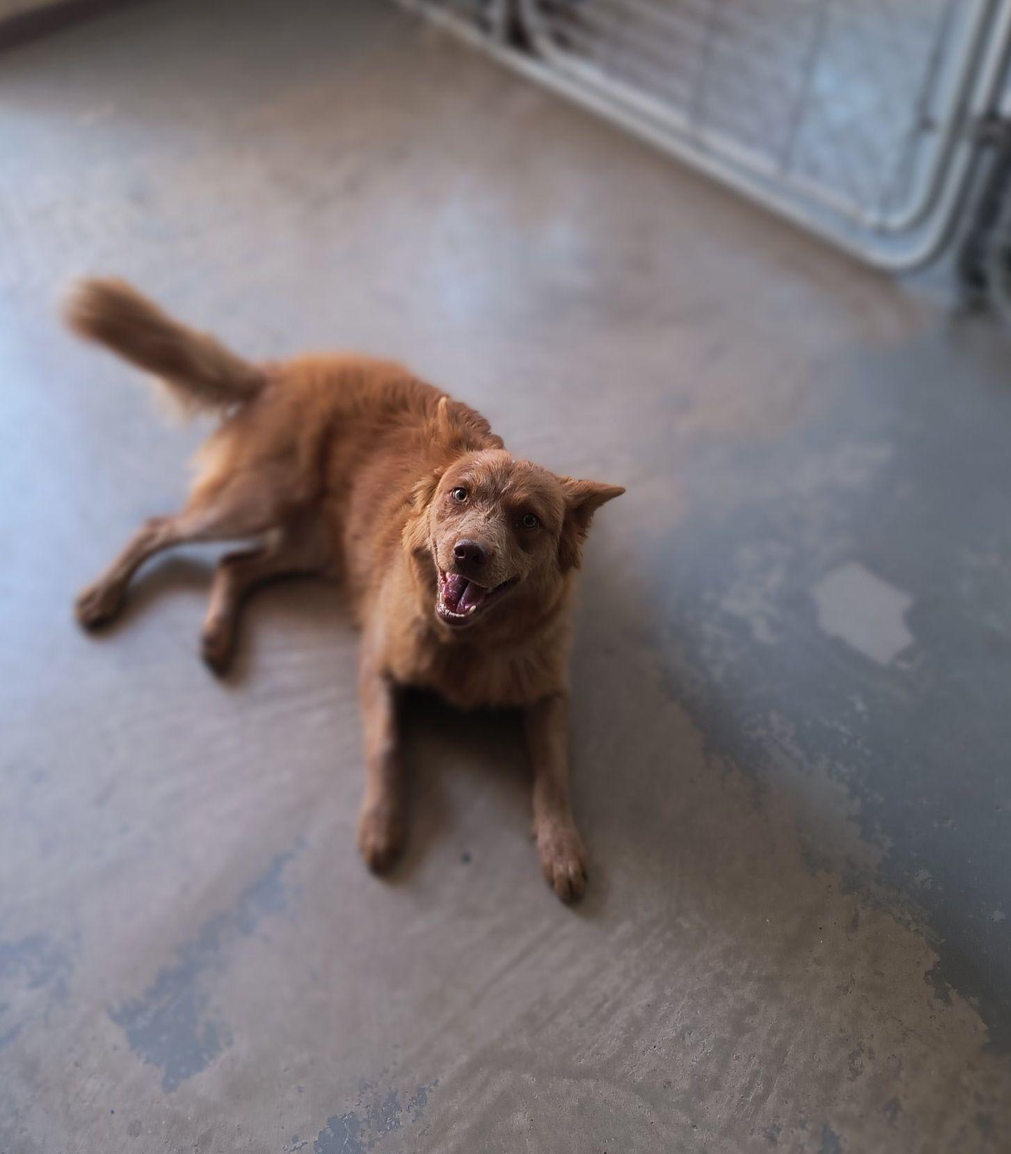 Ginger