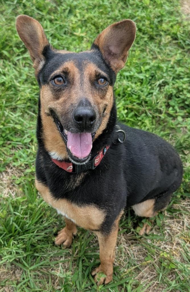 Enlarge Doechi-Adoption Fee Fully Sponsored!, a Adoptable mixed breed in Fort Myers, FL image 2/6