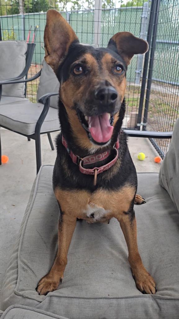 Enlarge Doechi-Adoption Fee Fully Sponsored!, a Adoptable mixed breed in Fort Myers, FL image 3/6
