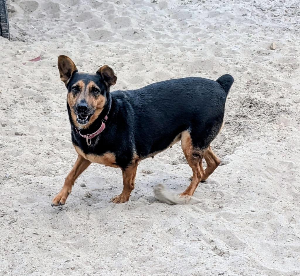 Enlarge Doechi-Adoption Fee Fully Sponsored!, a Adoptable mixed breed in Fort Myers, FL image 4/6