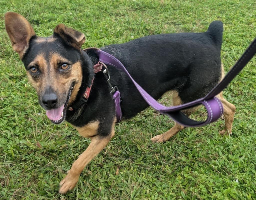 Enlarge Doechi-Adoption Fee Fully Sponsored!, a Adoptable mixed breed in Fort Myers, FL image 5/6