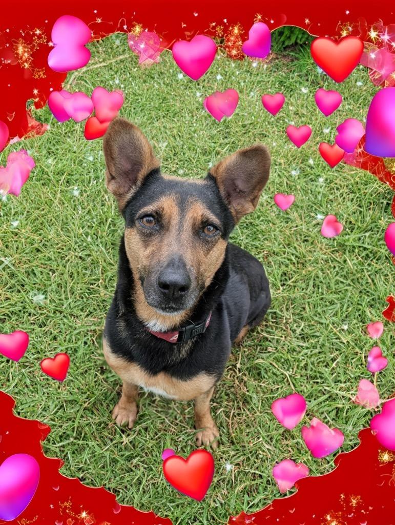 Enlarge Doechi-Adoption Fee Fully Sponsored!, a Adoptable mixed breed in Fort Myers, FL image 6/6