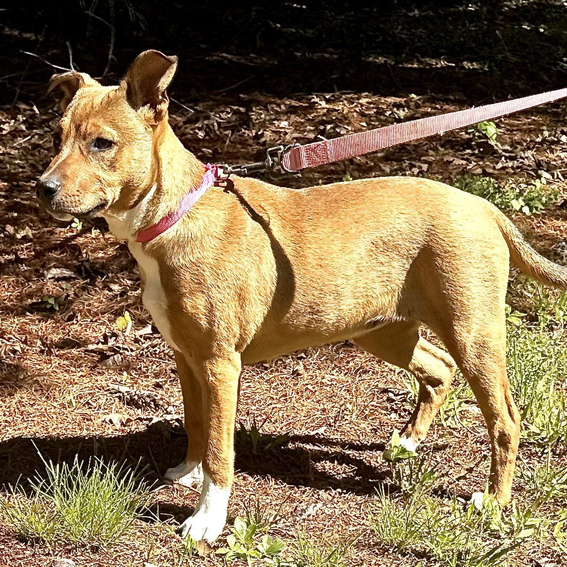 Enlarge Ikota -s, a ADOPTABLE mixed breed in Sequatchie, TN image 5/6