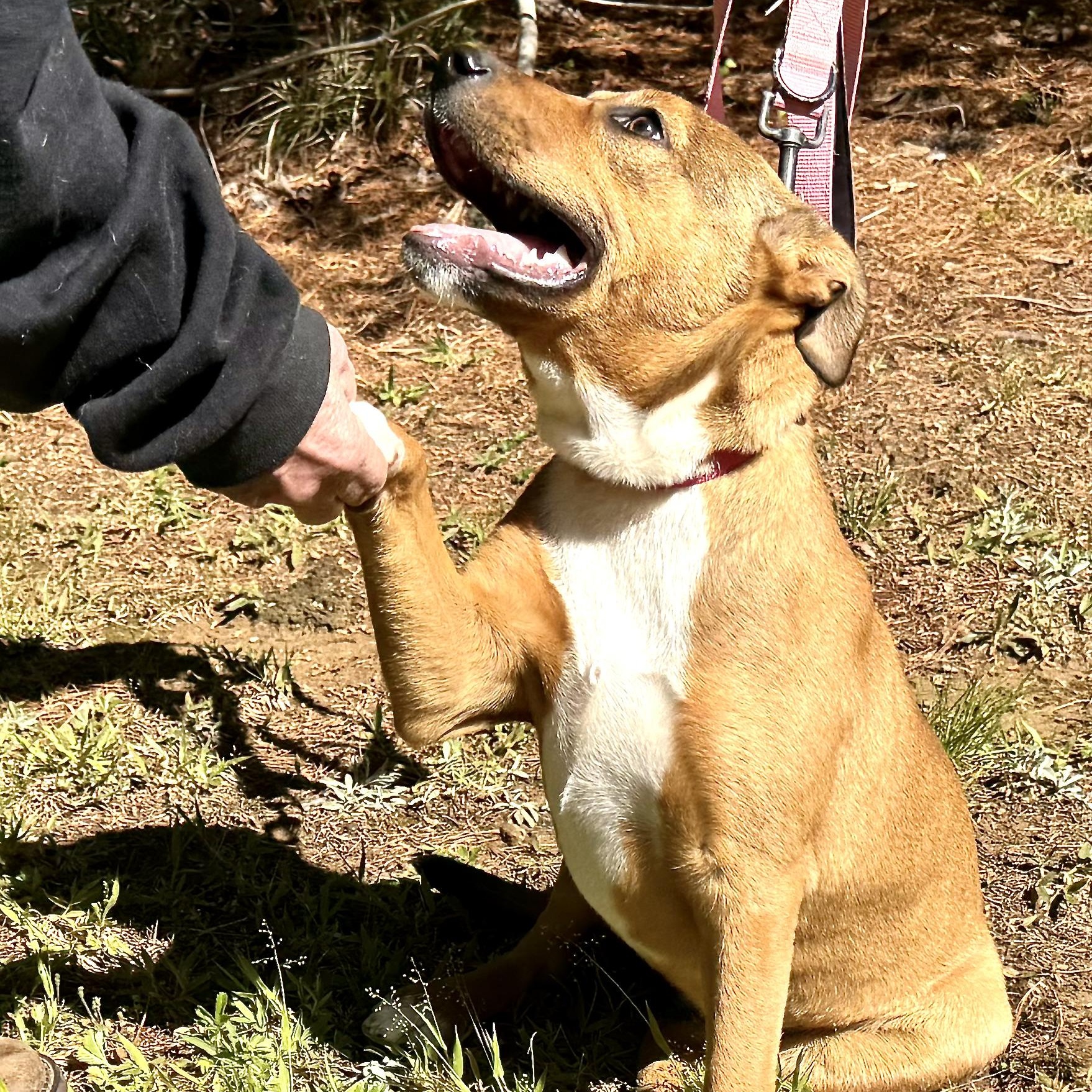 Enlarge Ikota -s, a ADOPTABLE mixed breed in Sequatchie, TN image 4/6