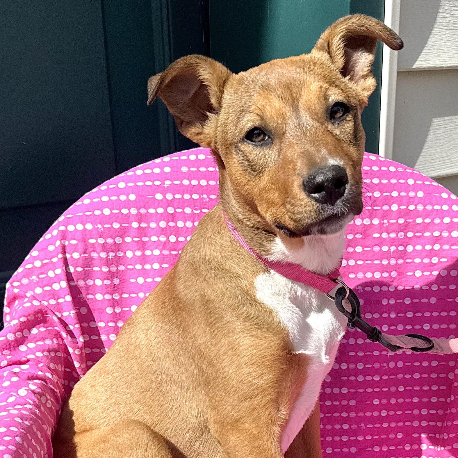 Enlarge Ikota -s, a ADOPTABLE mixed breed in Sequatchie, TN image 2/6
