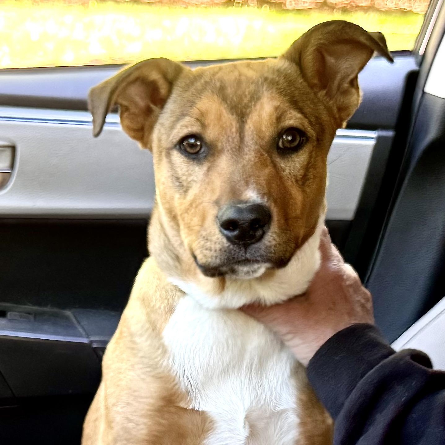 Enlarge Ikota -s, a ADOPTABLE mixed breed in Sequatchie, TN image 1/6