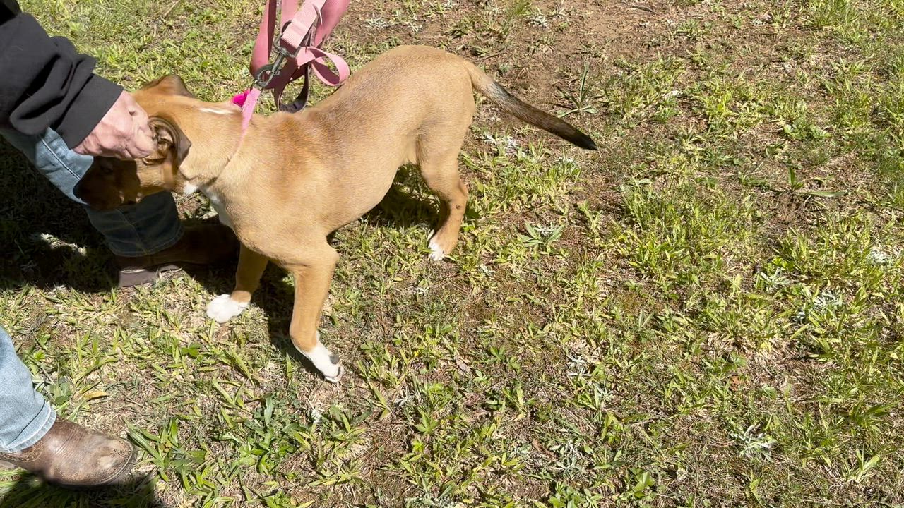 Enlarge Ikota -s, a ADOPTABLE mixed breed in Sequatchie, TN video 6/6