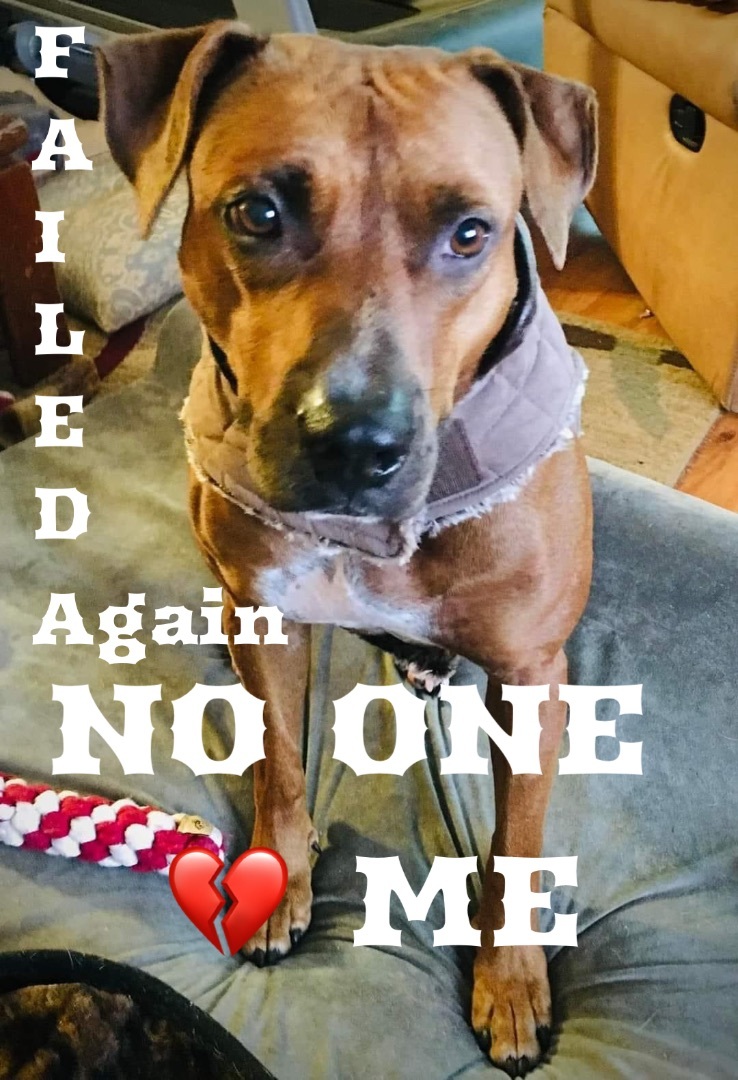 Ellie, Adult Female Mixed Breed