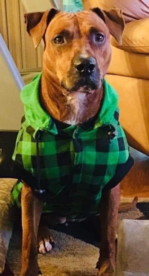 Enlarge Ellie, a Adoptable Mixed Breed in Coral Springs, FL image 2/3