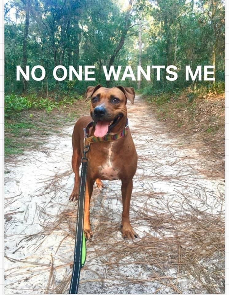 Enlarge Ellie, a Adoptable Mixed Breed in Coral Springs, FL image 3/3