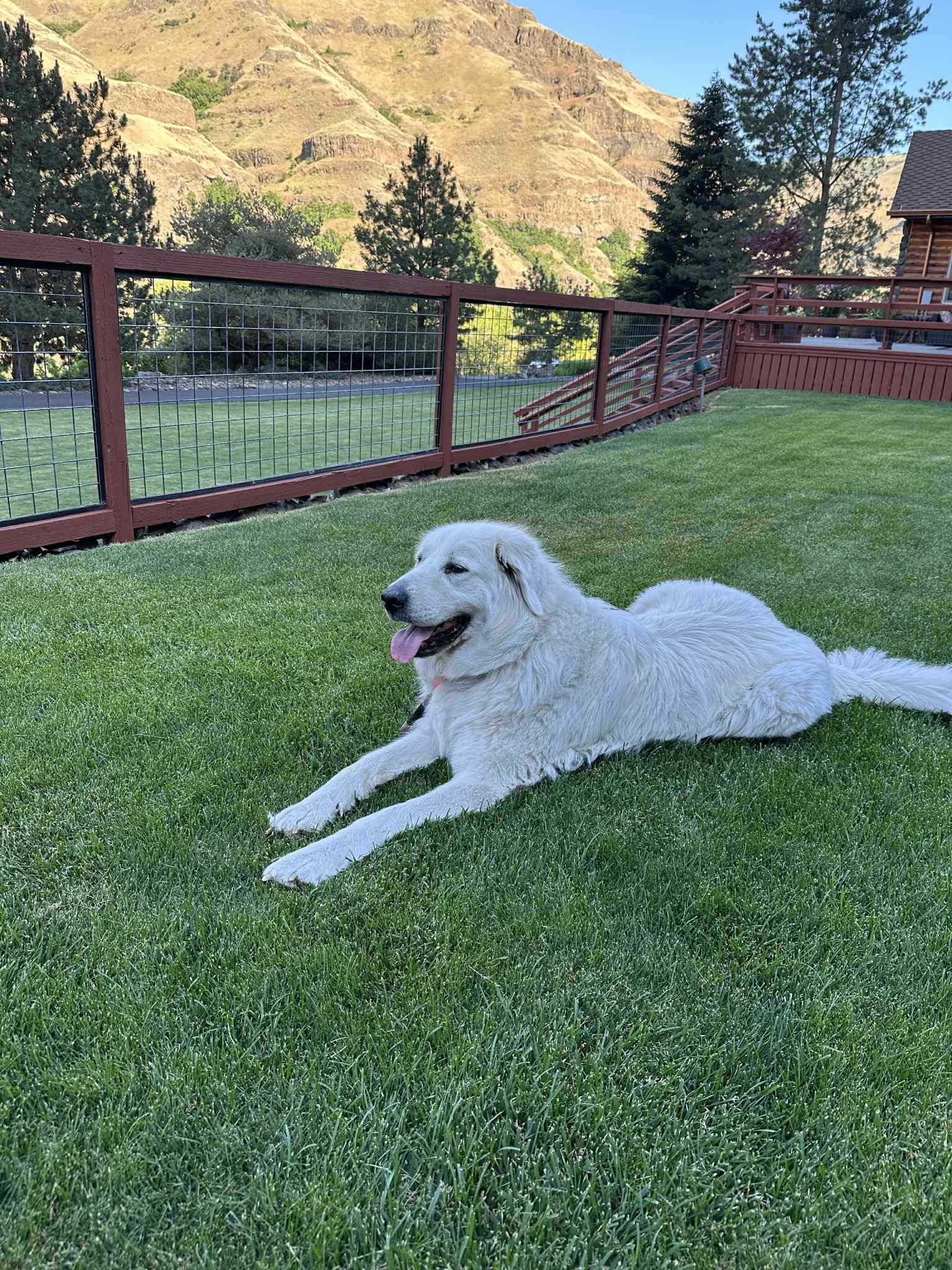 Snow, Adopted, Senior Female Great Pyrenees.