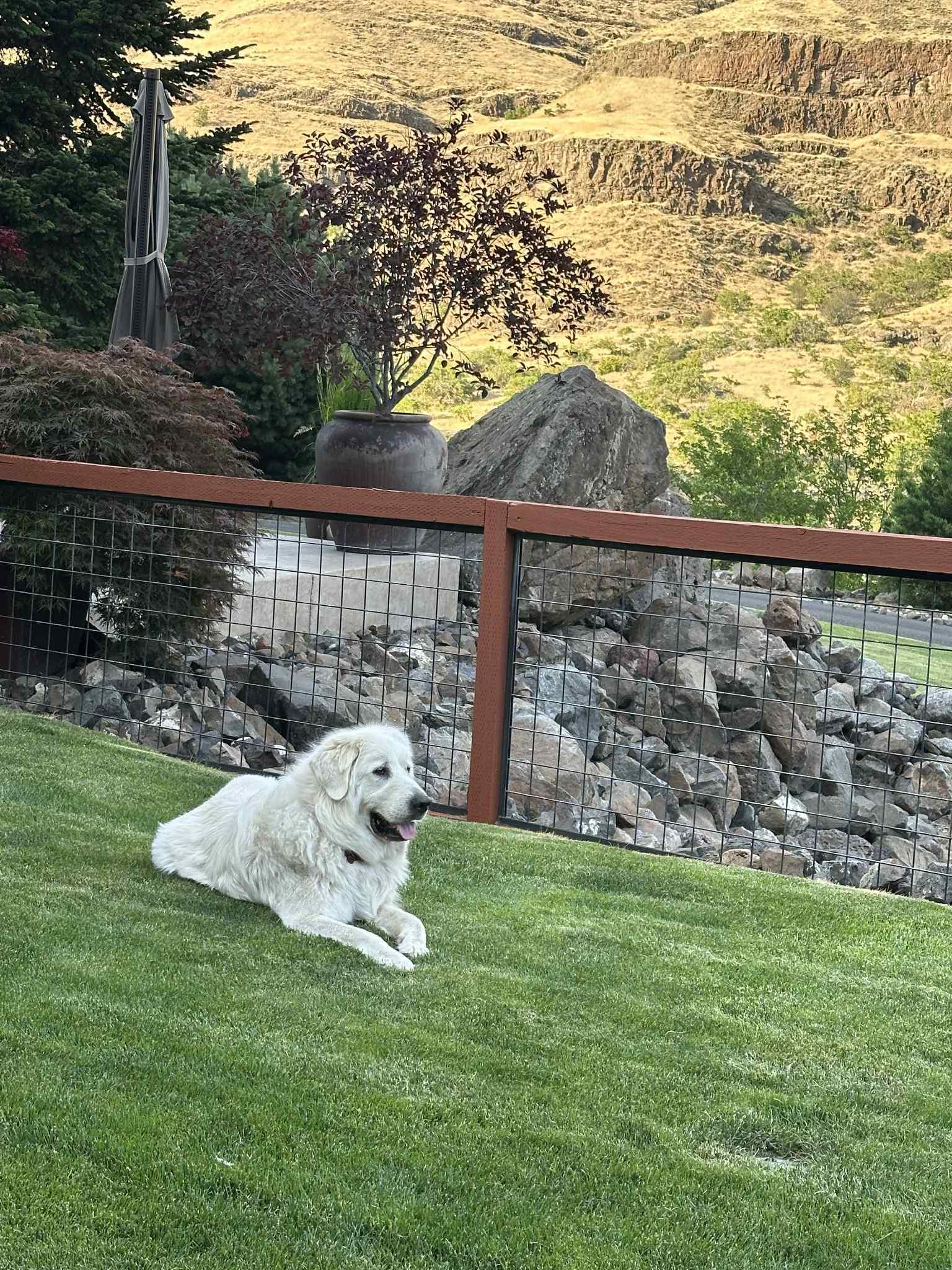 Snow, a Adopted Great Pyrenees in Bountiful, UT image 2/3