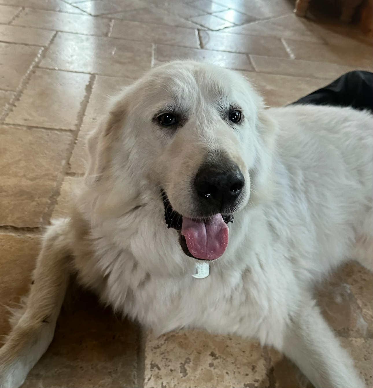 Snow, a Adopted Great Pyrenees in Bountiful, UT image 3/3