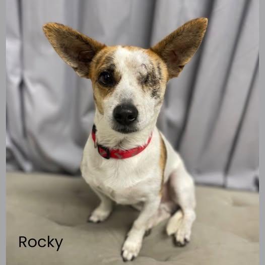 Enlarge Rocky, a ADOPTABLE mixed breed in Shreveport, LA image 1/1