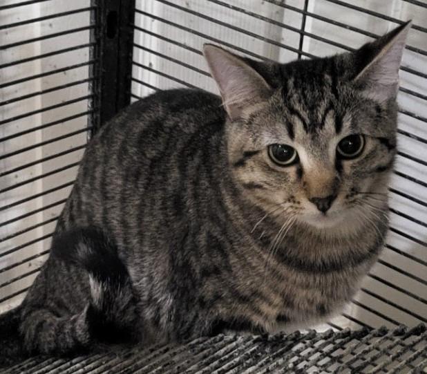 Enlarge Paddington, a Adoptable mixed breed in St. Louis, MO image 1/2